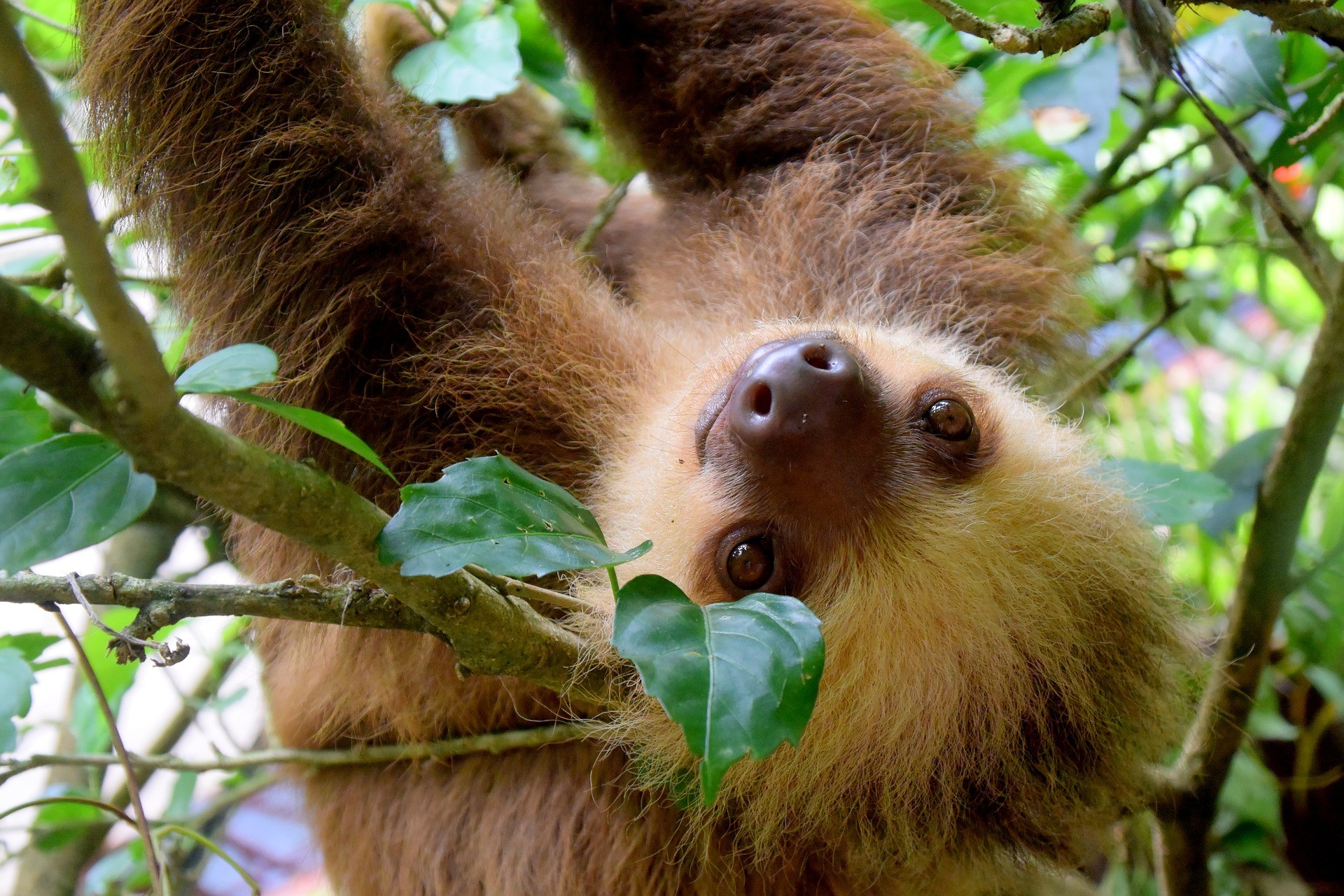 A sloth looks at the camera in Costa Rica - Don't miss these Cyber Monday travel deals on Globetrotting Mama